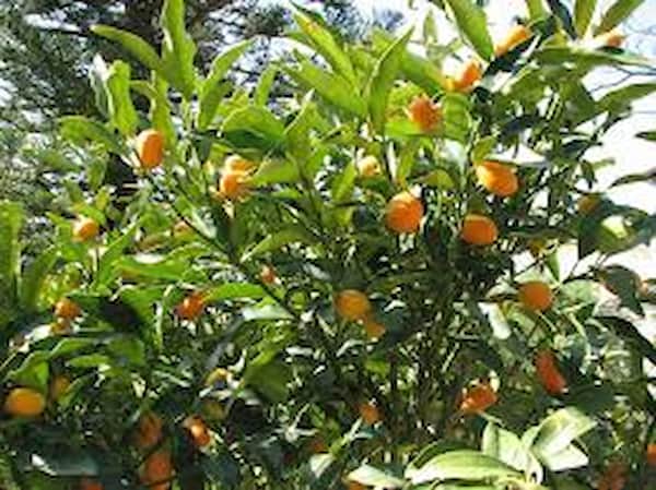 تصویر 5 از قیمت خرید نهال نارنج شیراز + فروش ویژه